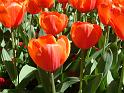 Tulips orange_3 